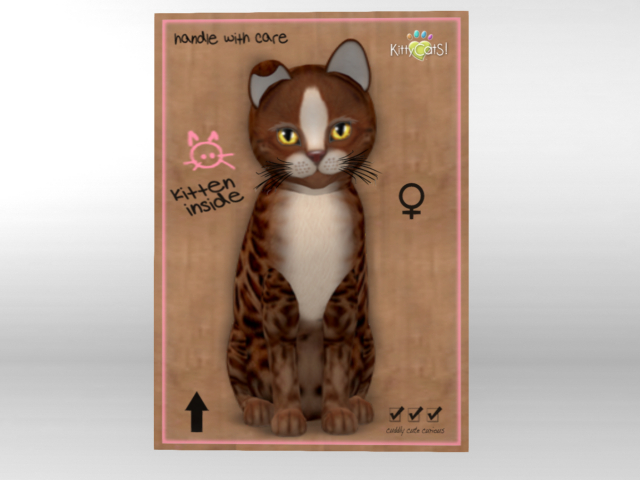 ♀ KittyCatS Box - New Born Kitten