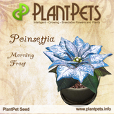 XMAS - PlantPet Seed [Poinsettia *Morning Frost*] - RARE - free breeding - no extra costs