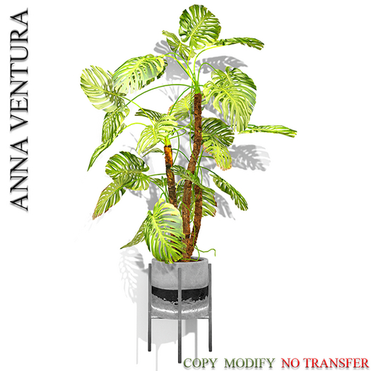 A.V _Monstera  in French  pot gray