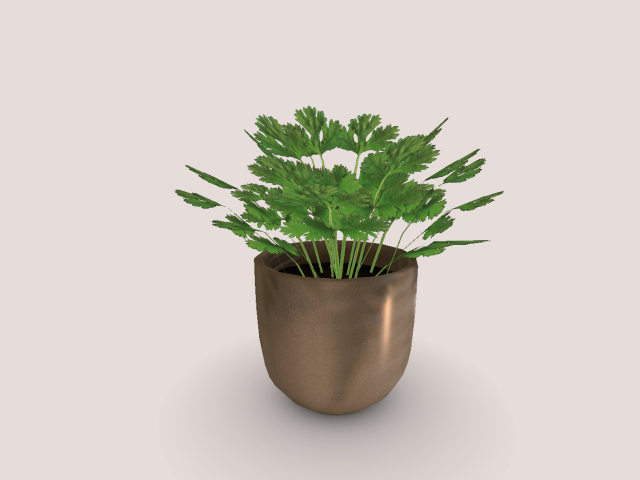 Coriander in Pot
