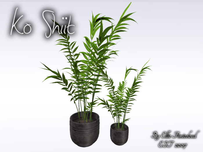 [KO SHIIT] Clara Palms