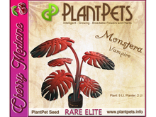 PlantPet Seed [Monstera *Vampire*]