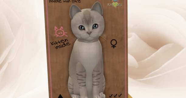 KittyCatS Box - New Born Kitten