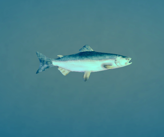 MyStory Fish X 50