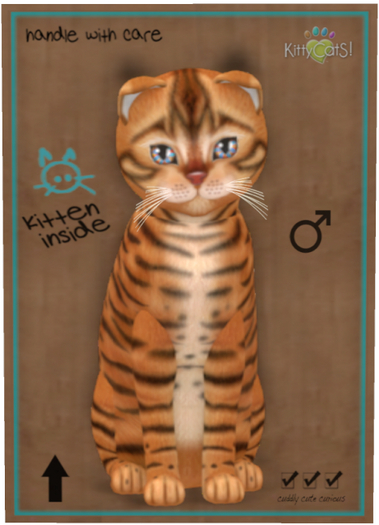 KittyCatS Box - Toyger - Caramel