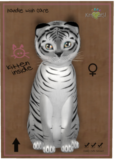 KittyCatS Box - Tiger! - Shadow