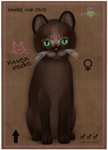 KittyCatS Box - Abyssinian - Dark Chocolate