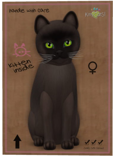 KittyCatS Box - Burmese - Sable