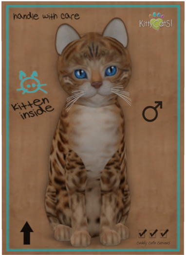 KittyCatS Box - Bengal - Sorell