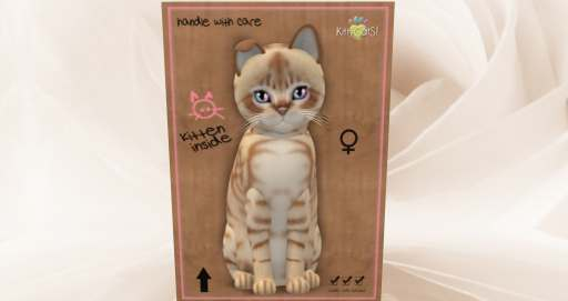 KittyCatS Box - New Born Kitten