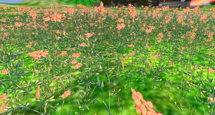 Wild orange flowers grass