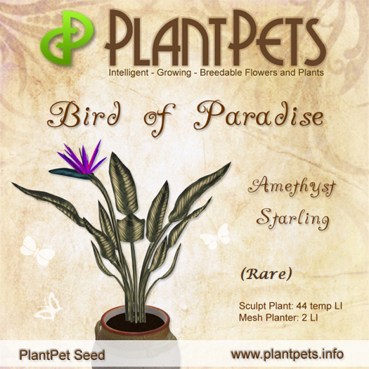 PlantPet Seed [Bird of Paradise *Amethyst Starling*](Rare)