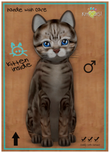 KittyCatS Box - American Shorthair - Tawny Tabby - boy - Water