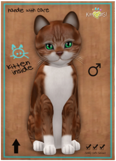 American Shorthair - Red & White Tabby -Male
