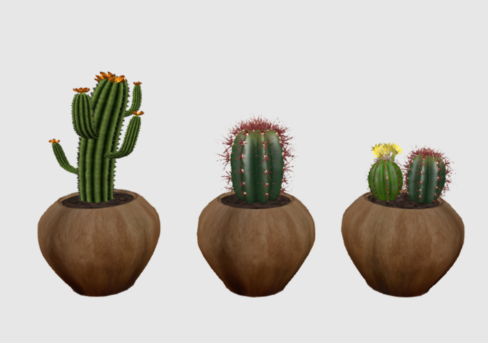 Three Different Potted Cactus Plants