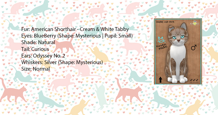 KittyCatS Box - American Shorthair - Cream & White Tabby