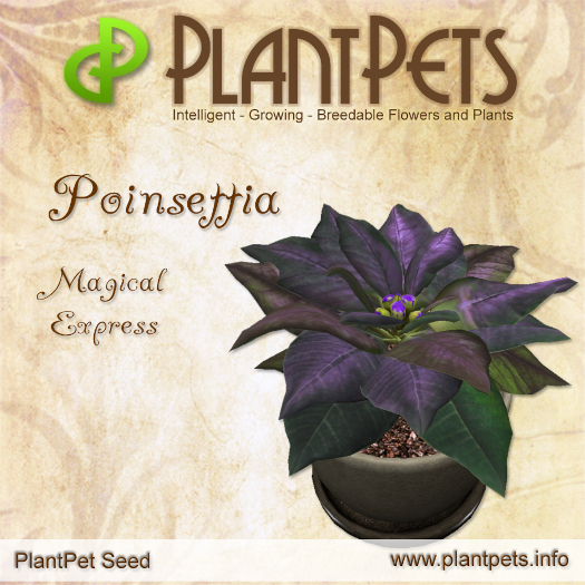 PlantPet Seed [Poinsettia *Magical Express*]
