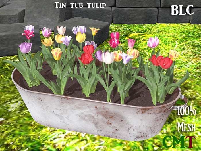 BLC Tin tub tulip