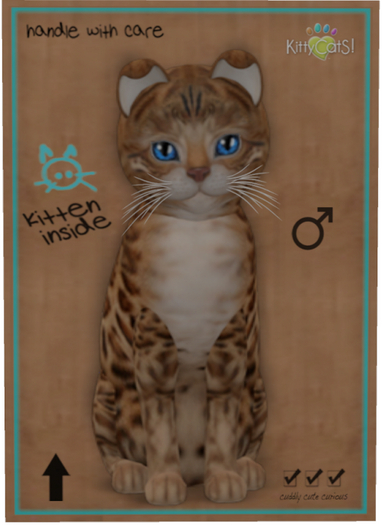 KittyCatS Box - Bengal - Sorell