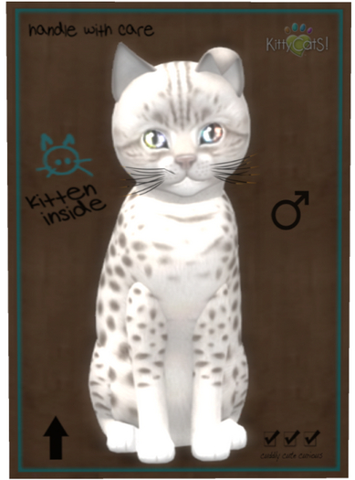 KittyCatS Box - Ocicat - Platinum