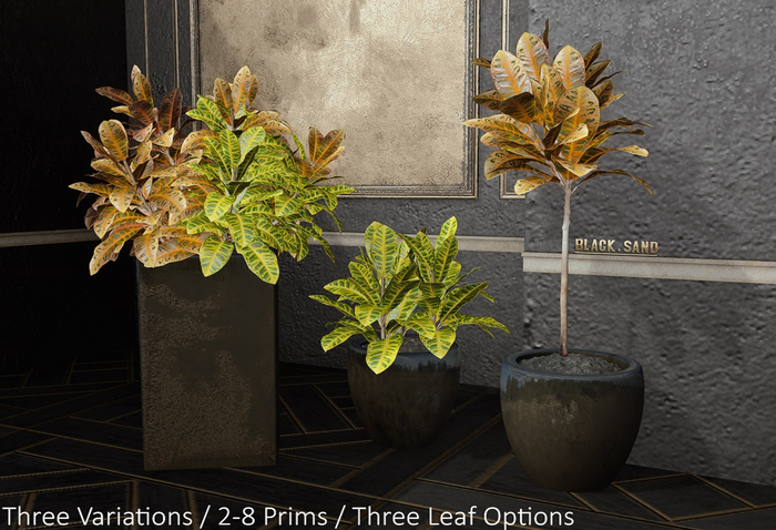 Black . Sand ▶Croton Plant Set◀