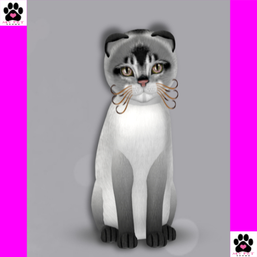 KittyCatS Box 143 - Male - Abyssinian - Salt & Pepper 9T