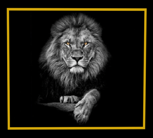 Gold Eye Tiger #2