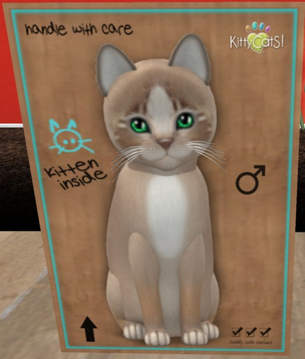 KittyCatS Box - New Born Kitten