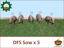 DFS Sow x 5