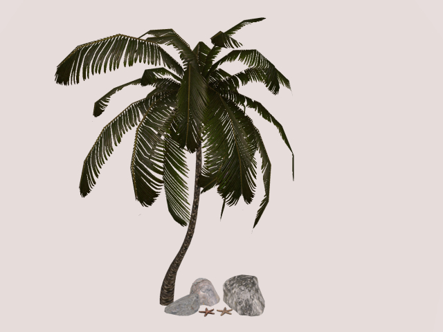 Big Palm Tree With Sea Stars