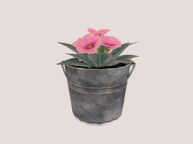 Bucket with Primrose Plant