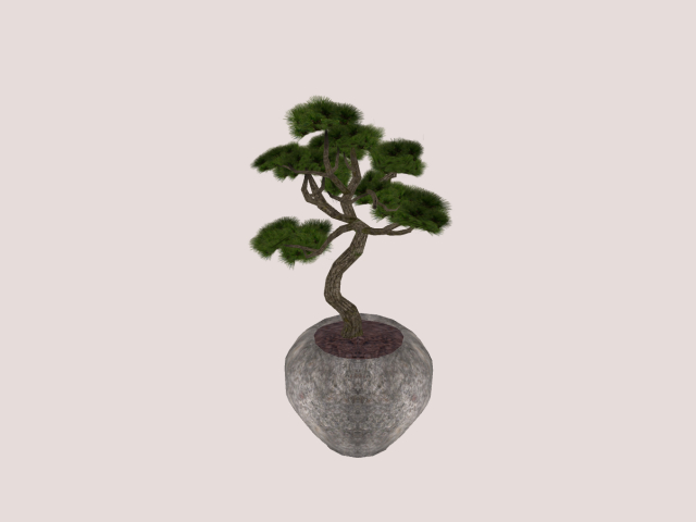 Bonsai In Pot