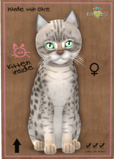 KittyCatS Box - Ocicat - Blue