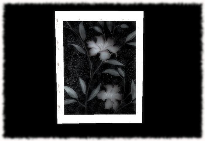 Black&White- Flowers In Dark