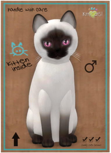 KittyCatS Box - Siamese - Chocolate