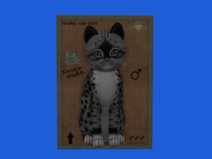 KittyCatS Box - New Born Kitten