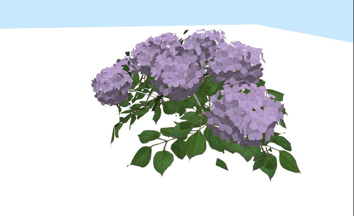 Hydrangea solo pink