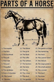 Cowboys-Parts of a Horse