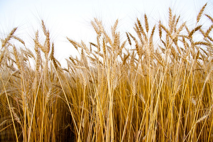  WHEAT - [MyStory]