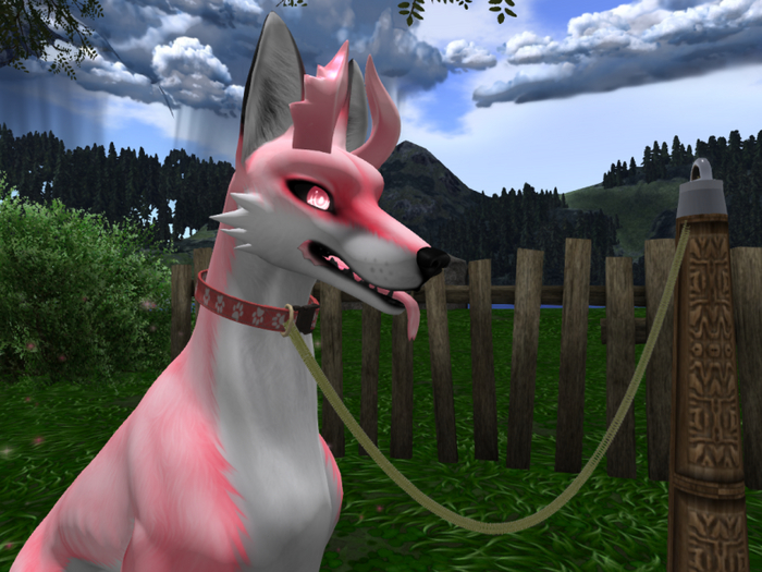 (TC)Hellhund Collar Pawprint Scripted,Leash,Owners