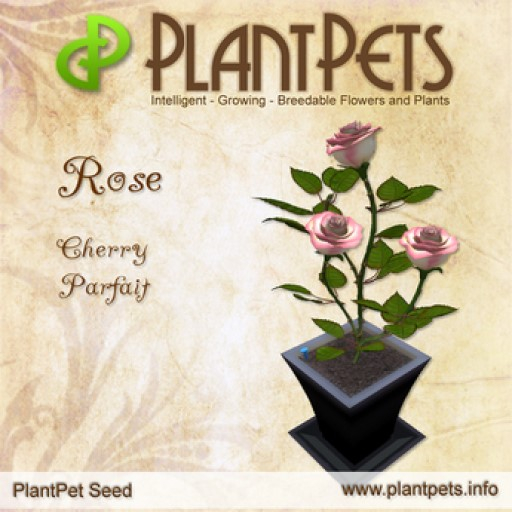 PlantPet Seed [Rose *Cherry Parfait*]