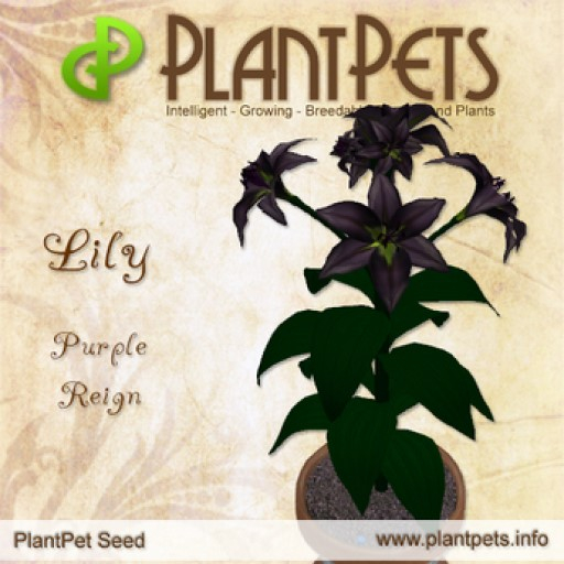 PlantPet Seed [Lily *Purple Reign*]