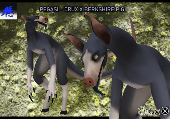 PEGASI - CRUX X BERKSHIRE PIG 