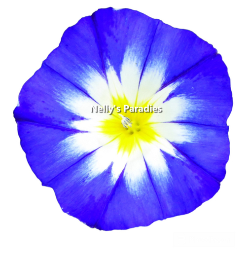 Texture flower blue