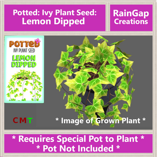 Potted: Ivy Plant Seed: Lemon Dipped ACTUAL ITEM