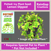 Potted: Ivy Plant Seed: Lemon Dipped ACTUAL ITEM