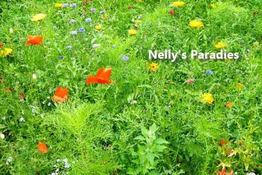 texture wild flower meadow 2