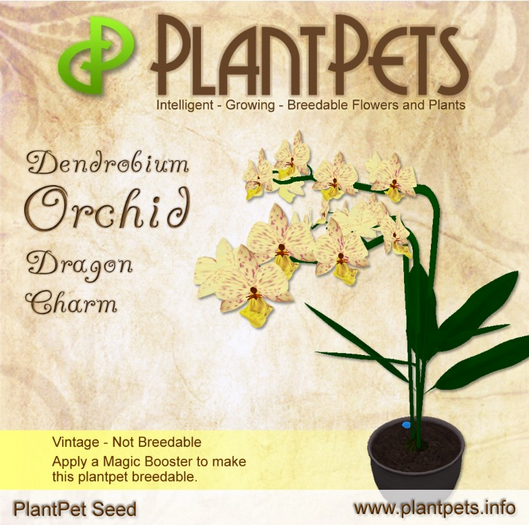 PlantPet Seed [Dendrobium Orchid *Dragon Charm*]