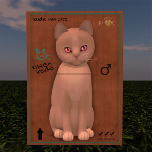 KittyCatS Box - New Born Kitten