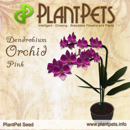 PlantPet Seed [Dendrobium Orchid *Pink*]